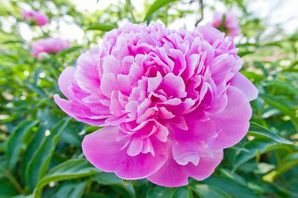 Pæon 'Monsieur Jules Elie'